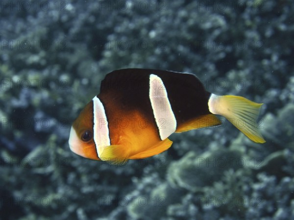 A single clownfish, Clark's anemonefish (Amphiprion clarkii), swims in the contrasting sea. Toyapakeh Dive Site, Nusa Ceningan, Nusa Penida, Bali, Indonesia