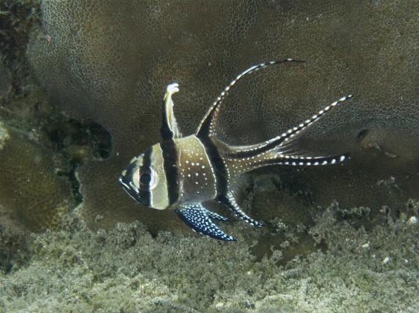 A tropical Banggai cardinalfish (Pterapogon kauderni) swims on a coral reef. Secret Bay Dive Site, Gilimanuk, Bali, Indonesia