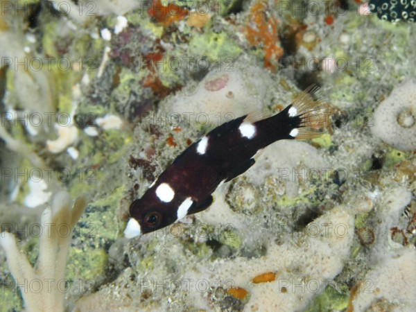 A small dark-colored fish with white spots, axillary spotted pigslipfish (Bodianus axillaris) juvenile, swims in the reef. Close Encounters dive site, Permuteran, Bali, Indonesia