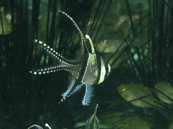 A swimming Banggai cardinalfish (Pterapogon kauderni) in a dense underwater area. Secret Bay Dive Site, Gilimanuk, Bali, Indonesia