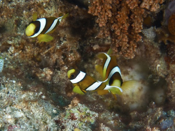 Three clownfish, Clark's anemonefish (Amphiprion clarkii) juvenile, swim vividly across a colorful coral reef. Twin Reef Dive Site, Penyapangan, Bali, Indonesia
