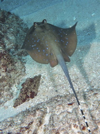A speckled ray, blue-spotted ray (Neotrygon kuhlii), swims over sandy seabed. SD Dive Site, Nusa Ceningan, Nusa Penida, Bali, Indonesia