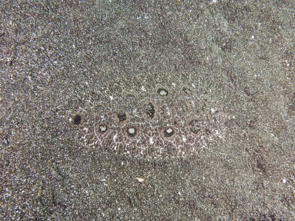 A flatfish, angler butt (Asterorhombus fijiensis), butt, is hidden in the sand and is well camouflaged by the patterns. Secret Bay Dive Site, Gilimanuk, Bali, Indonesia