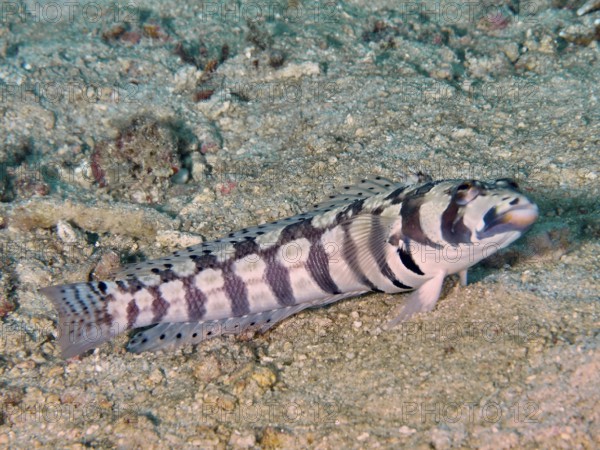 A striped sand bass, eye strip sand bass (Parapercis tetracantha) rests on the sandy seabed near corals. Gondol Reef Dive Site, Gondol, Bali, Indonesia