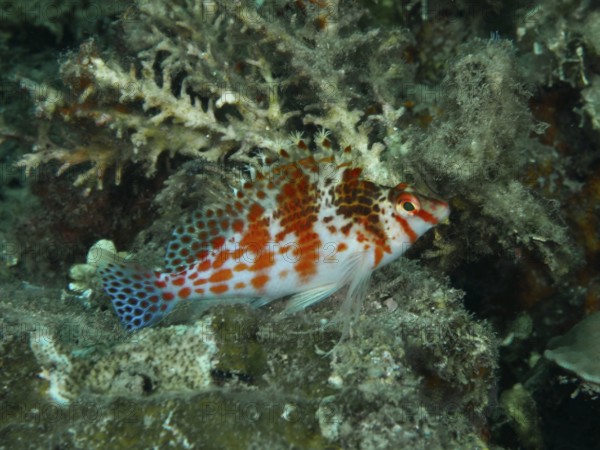 A fish with a red pattern, Falk's coral guardian (Cirrhitichthys falco), among corals. Spice Reef Dive Site, Penyapangan, Bali, Indonesia