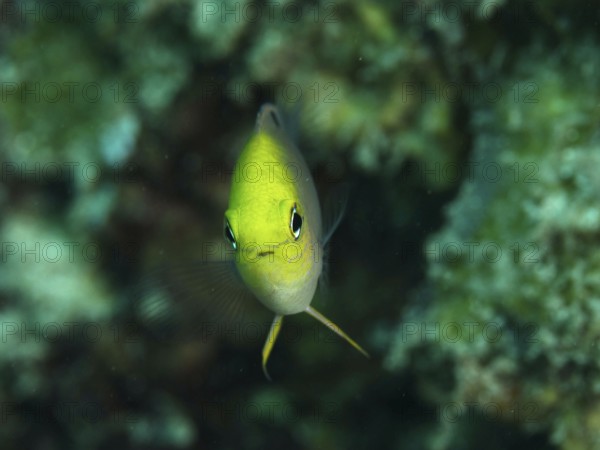 A yellow fish, Ambon demoiselle (Pomacentrus amboinensis), swims in green surroundings, close up of the face. Prapat Dive Site, Penyapangan, Bali, Indonesia