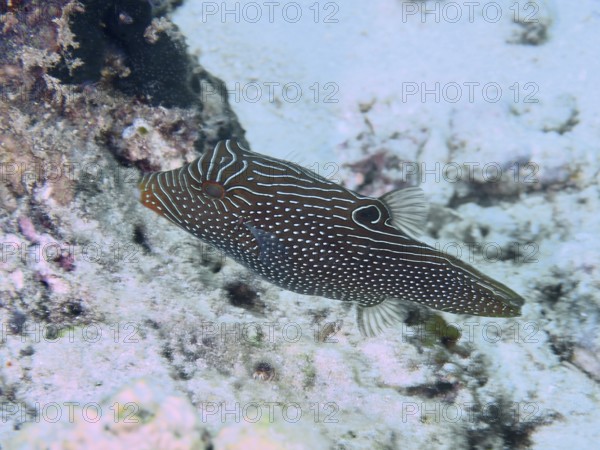 A striped fish with a camouflage pattern, eyespot pointed head pufferfish (Canthigaster solandri), moves across the ocean floor. Close Encounters dive site, Permuteran, Bali, Indonesia