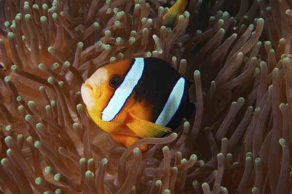 A clownfish, Clark's anemonefish (Amphiprion clarkii), hides between the tentacles of a sea anemone. Toyapakeh Dive Site, Nusa Ceningan, Nusa Penida, Bali, Indonesia