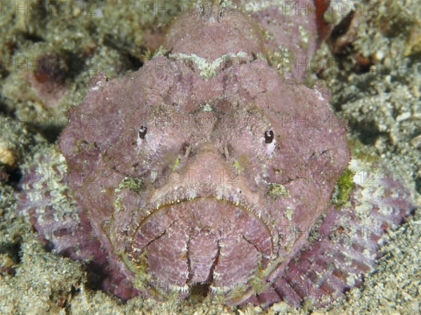 Pink humpback scorpionfish (Scorpaenopsis diabolus) on sandy subsoil in the ocean. Pidada Dive Site, Penyapangan, Bali, Indonesia