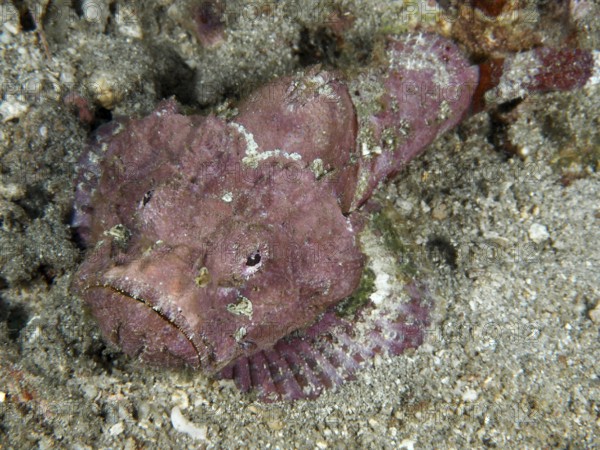 Pink humpback scorpionfish (Scorpaenopsis diabolus) on sandy soil. Pidada Dive Site, Penyapangan, Bali, Indonesia