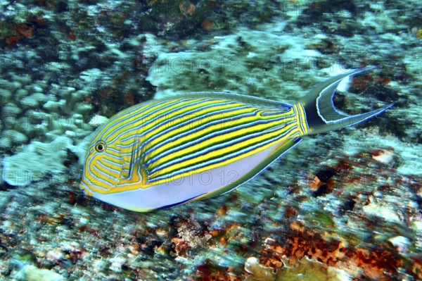 A colorful striped blue-striped doctorfish (Acanthurus lineatus) in the turquoise waters of the sea. SD Dive Site, Nusa Ceningan, Nusa Penida, Bali, Indonesia