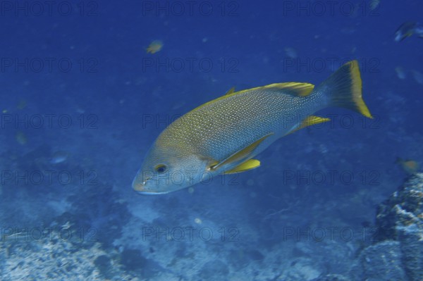 A blue-lipped snapper (Lutjanus rivulatus) swims in blue water. Its fins are yellow in color. Coral Garden Dive Site, Menjangan, Bali, Indonesia