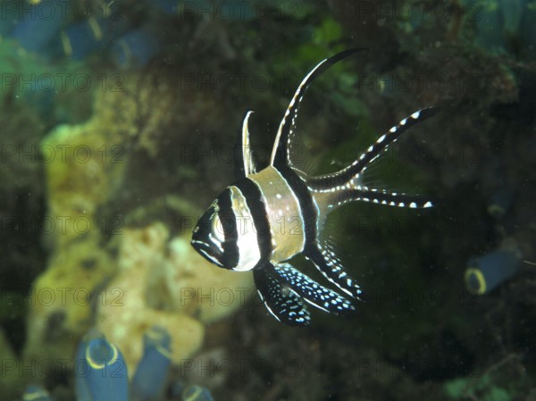 Small fish, Banggai cardinalfish (Pterapogon kauderni), swims near a coral reef. Secret Bay Dive Site, Gilimanuk, Bali, Indonesia