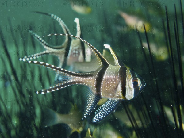 Swimming Banggai cardinalfish (Pterapogon kauderni) seeks shelter between the spines of diadem sea urchins. Secret Bay Dive Site, Gilimanuk, Bali, Indonesia