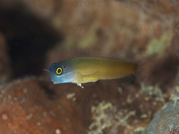 A colorful hagfish, blue-headed hagfish (Ecsenius ops) hovers over a coral reef. Spice Reef Dive Site, Penyapangan, Bali, Indonesia