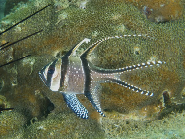 A tropical fish, Banggai cardinalfish (Pterapogon kauderni), swims in a coral reef. Secret Bay Dive Site, Gilimanuk, Bali, Indonesia