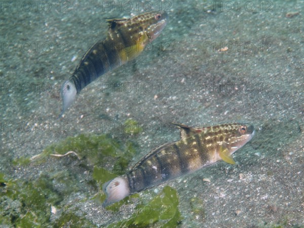 Two olive-green striped fish, dredge gobius (Amblygobius phalaena), swim side by side on sandy ground. Secret Bay Dive Site, Gilimanuk, Bali, Indonesia