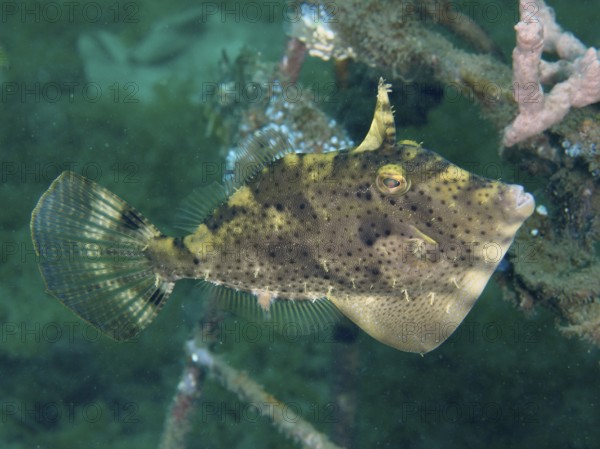 A green-brown fish with spots, seaweed filefish (Pseudomonacanthus macrurus), swims in the sea. Secret Bay Dive Site, Gilimanuk, Bali, Indonesia