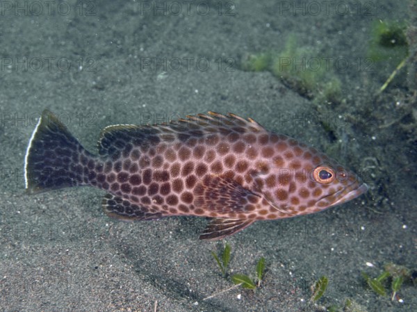 A brown fish with a spotted pattern, areolate grouper (Epinephelus areolatus), swims above the sandy ocean floor. Puri Jati Dive Site, Umeanyar, Bali, Indonesia