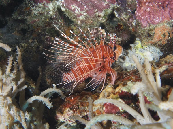 A red and white lionfish, antennal lionfish (Pterois antennata) with long fins in a coral reef. Toyapakeh Dive Site, Nusa Ceningan, Nusa Penida, Bali, Indonesia