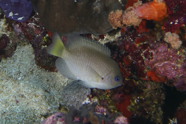 A gray fish, Ambon demoiselle (Pomacentrus amboinensis), moves near colorful corals on the reef. Toyapakeh Dive Site, Nusa Ceningan, Nusa Penida, Bali, Indonesia