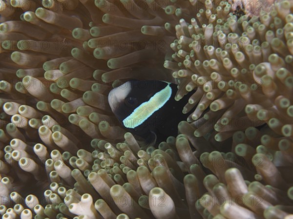 A clownfish, Clark's anemonefish (Amphiprion clarkii) melanistic, looks curiously out of a sea anemone. Toyapakeh Dive Site, Nusa Ceningan, Nusa Penida, Bali, Indonesia