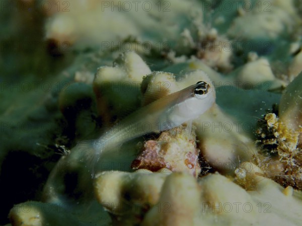 A small hagfish, banda-comb-toothed slimefish (Ecsenius bandanus), rests on corals. Sweet Reef Dive Site, Penyapangan, Bali, Indonesia