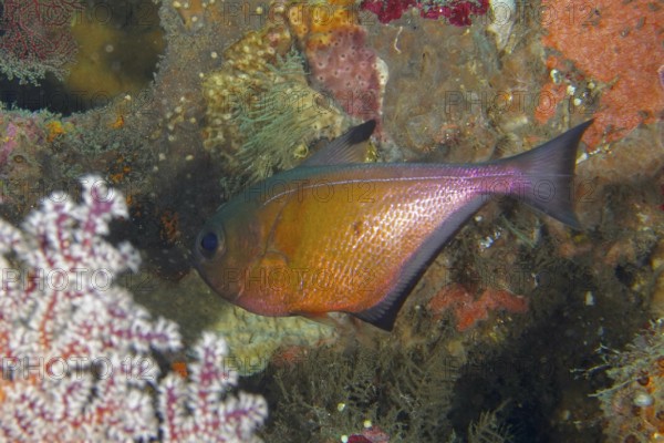 A tropical fish, axe belly fish (Pempheris adusta), moves between colorful corals. USAT Liberty Dive Site, Tulamben, Bali, Indonesia