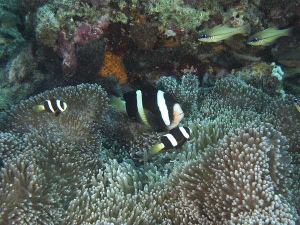 Two clownfish, Clark's anemonefish (Amphiprion clarkii) melanistic, swim in a sea anemone on a living coral reef. Close Encounters dive site, Permuteran, Bali, Indonesia