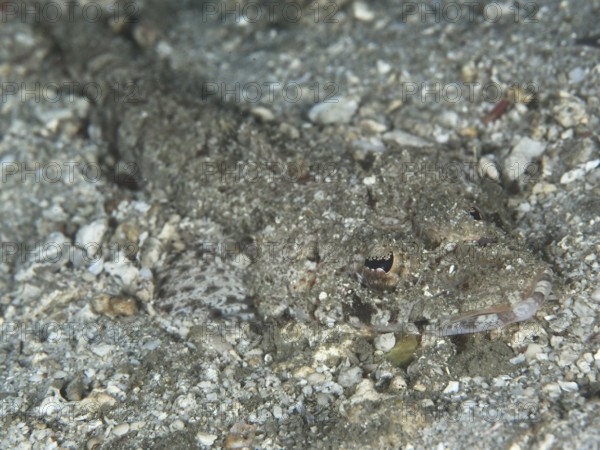 Grey Celebes crocodilefish (Thysanophrys celebica) with changing patterns to camouflage in the sand. Gondol Reef Dive Site, Gondol, Bali, Indonesia