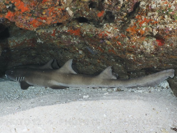 A brown-banded bamboo shark (Chiloscyllium punctatum) is resting in a sandy cave. SD Dive Site, Nusa Ceningan, Nusa Penida, Bali, Indonesia