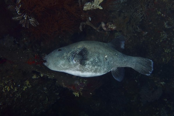 A dark, spotted pufferfish, blue spot pufferfish (Arothron caeruleopunctatus), in the sea against a dark background. USAT Liberty Dive Site, Tulamben, Bali, Indonesia
