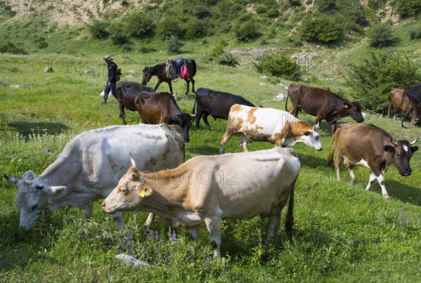 Herd of cows on a green pasture with hilly landscape in the background, Vayots Dzor province, Armenia