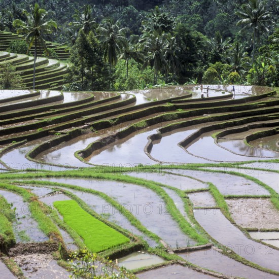 Terrace rice paddies north of Antosari, Bali, Indonesia