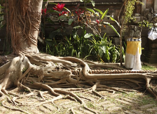 The root of a fig tree overgrows the ground in front of a temple entrance, Ubud, Bali, Indonesia