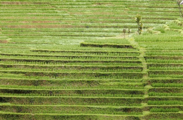 Rice terraces near Antosari, Bali, Indonesia