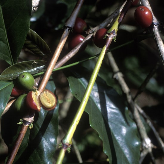 Coffee tree with coffee beans, Bali, Indonesia