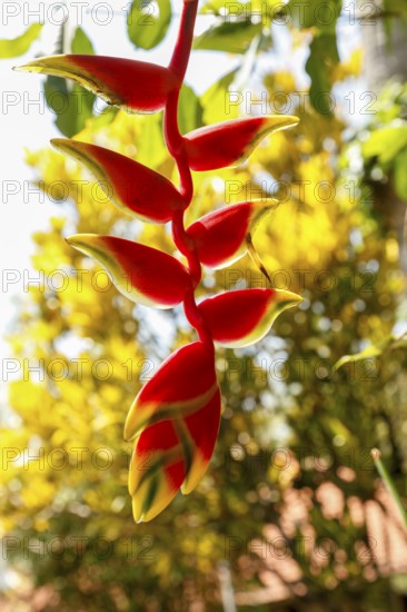 Blooming Heleconia, Lobster Shears, Bali, Indonesia