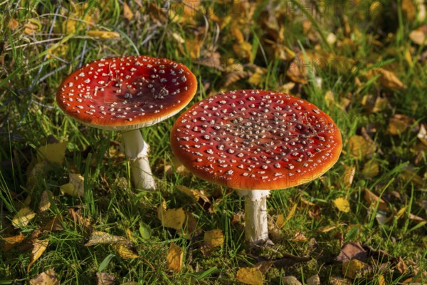 Two bright red toadstools with white spots in autumn forest, toadstool (Amanita muscaria), Hesse, Germany