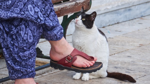 Old town of Nauplion, A black and white cat sits attentively in front of a person wearing brown sandals on a paved floor, Nauplion, Nafplion, Peloponnese, Greece