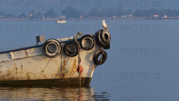Nauplion Harbour, Old boat with a seagull on calm water against a mountainous backdrop, Nauplion, Nafplion, Peloponnese, Greece