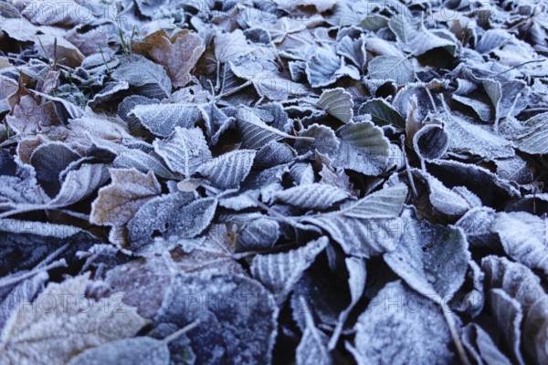Frost has formed on the leaves lying on the ground in the cold, Wetterau, Gedern, Hesse, Germany