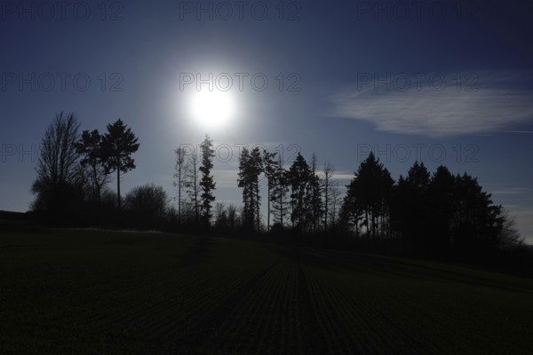 The sun shines from above through a wooded area in Hesse. The gaps between the silhouettes of the trees show that many older trees have died and disappeared in recent years, Wetterau, Gedern, Hesse, Germany