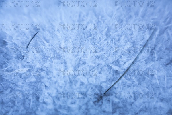 Two blades of grass stick out of the frost that has formed on the ground due to cold weather, Wetterau, Gedern, Hesse, Germany