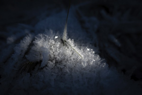 The winter sun shines on two blades of grass around which frost has formed in the cold, Wetterau, Gedern, Hesse, Germany