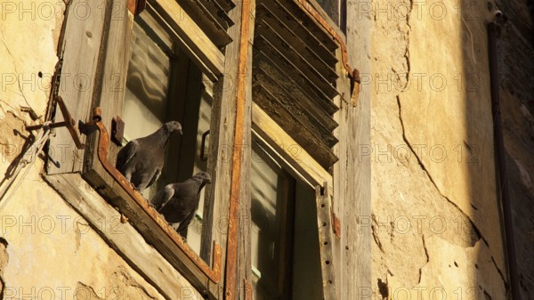 Old town of Nauplion, Two doves sitting on a rustic window sill of an old building in sunlight, Nauplion, Nafplion, Peloponnese, Greece