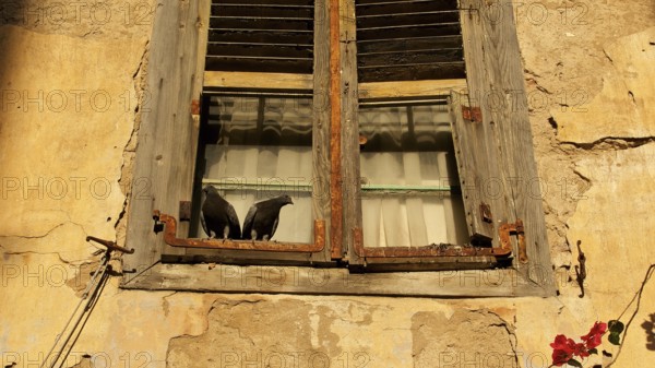 Old town of Nauplion, Two doves on an old, weathered window sill in sunlight, Nauplion, Nafplion, Peloponnese, Greece