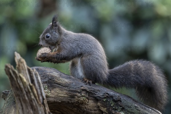 Squirrel (Sciurus vulgaris), Emsland, Lower Saxony, Germany