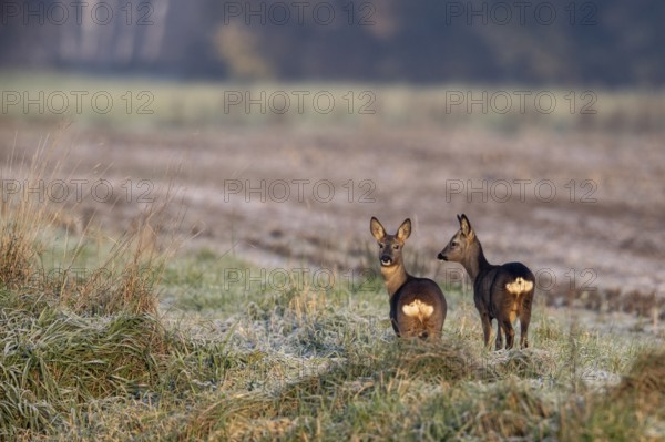 Deer (Capreolus capreolus), Emsland, Lower Saxony, Germany