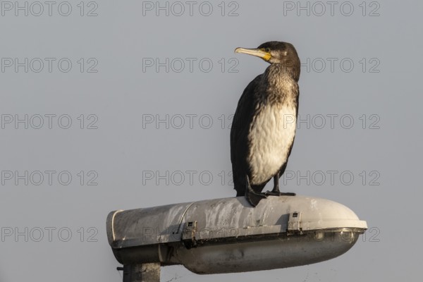 Young cormorant (Phalacrocorax carbo) on a lantern, Emsland, Lower Saxony, Germany